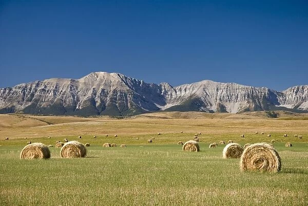Field Of Hay Bales, Alberta, Canada