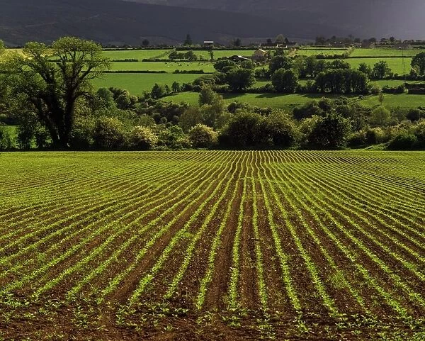 Field, Ireland