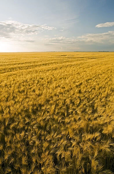 Field Of Maturing Barley Stretches To The Horizon, Near Dugald, Manitoba