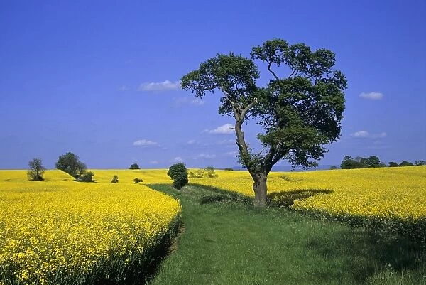 Field Of Rapeseed, North Yorkshire, England