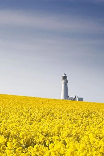 Field Of Yellow Flowers, Lighthouse