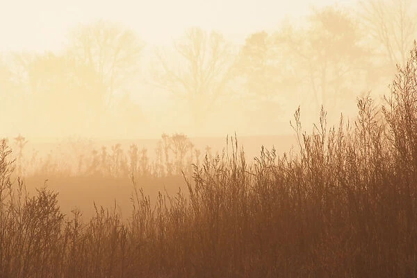 Fields Of Tall Grass In The Mist At Sunrise, Simcoe, Ontario