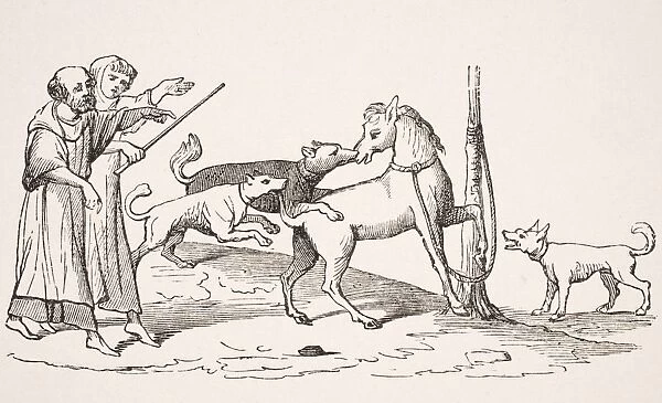 Fight Between Horses And Dogs. 19Th Century Reproduction Of 13Th Century Manuscript