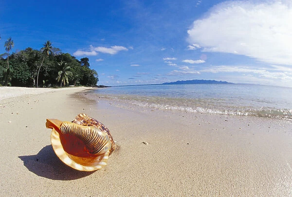 Fiji, Charonia Tritonis, A Tritons Trumpet Shell On Sandy Beach Beside Ocean