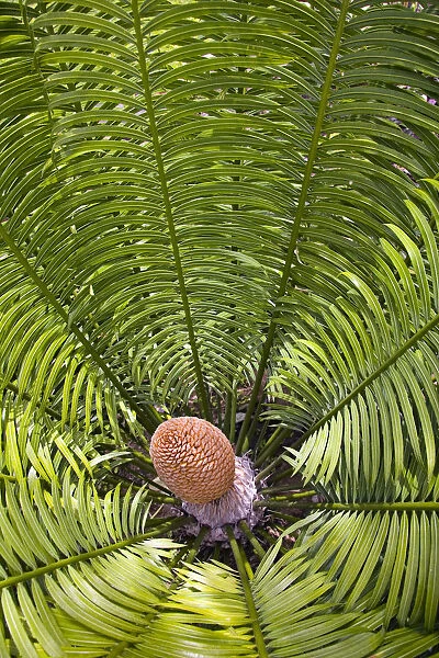 Fiji, Close up of palm related plant; Denarau Island