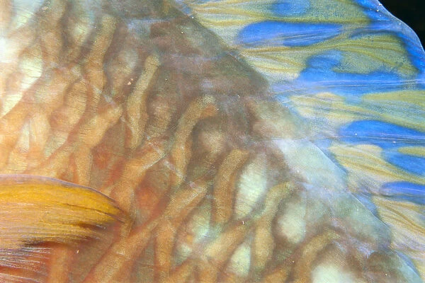 Fiji, Close-Up Detail Of Female Parrotfish, Fin And Scales (Scarus Dimidiatus) At Night