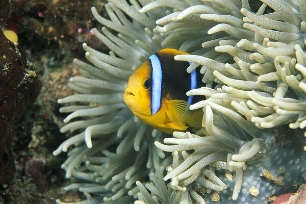 Fiji, Close-Up Of Orange-Fin Anemonefish (Amphiprion Chrysopterus) In Anemone
