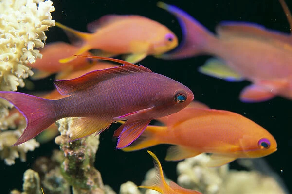 Fiji, Close-Up Side View, One Male And Several Female Lyretail Anthias (Pseudanthias Squammipinnis)