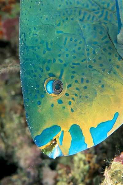 Fiji, Close-Up Side View Of Male Minifin Parrotfish (Scarus Altipinnis) At Night