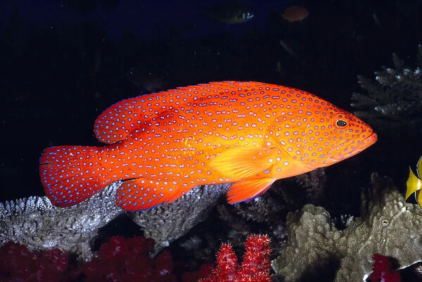 Fiji, Coral Rock Cod (Cephalopholis Miniatus) B1948