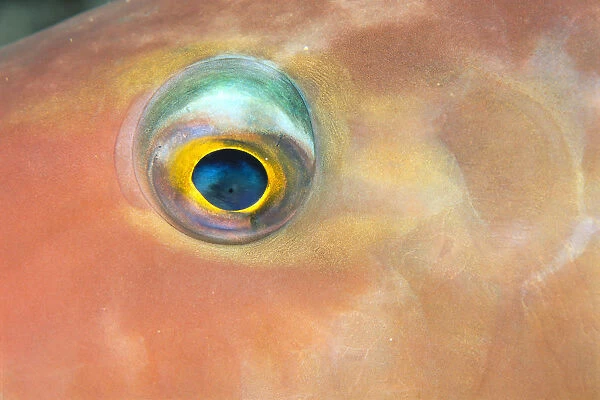 Fiji, Extreme Close-Up Of Female Parrotfish Eye (Scarus Dimidiatus) At Night