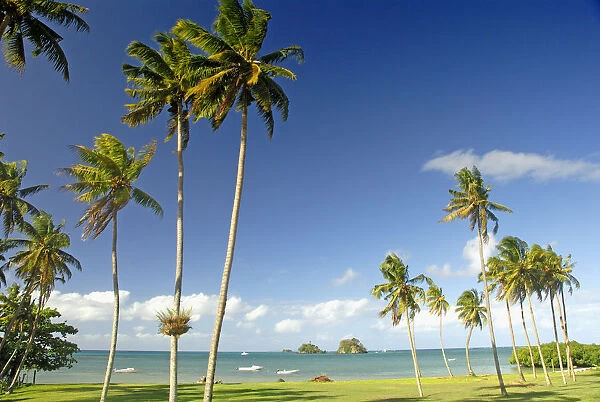 Fiji, Grassy shoreline with tall palm trees along ocean with boats and small islands; Taveuni
