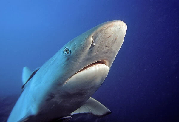 Fiji, Gray Reef Shark (Carcharhinus Amblyrhynchos)