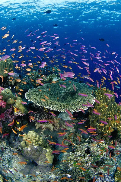 Fiji, Hard Coral Reef Scene With School Lyretail Anthias (Pseudanthias Squamipinnis) Surface Visible