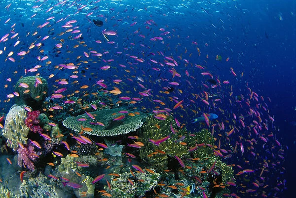Fiji, Hard Coral Reef Scene With School Lyretail Anthias Surface (Pseudanthias Squamipinnis)