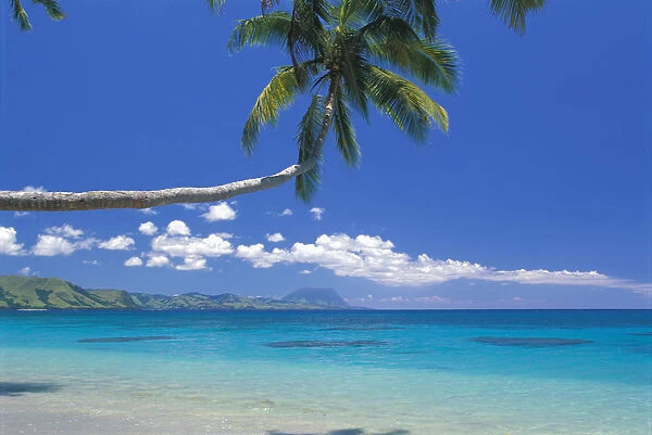 Fiji, Kadavu Island, Palm Tree Stretched Over Turquoise Coastline