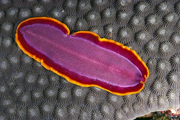 Fiji, Lau Islands, Flatworm (Unidentified) Pink With Red And Yellow Around Edge