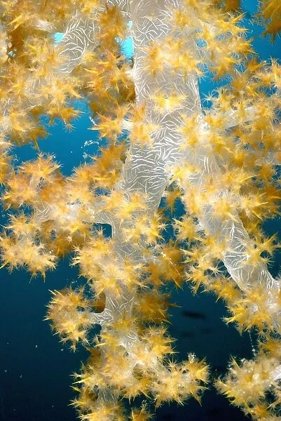 Fiji, Lau Islands, Tree Coral B1953