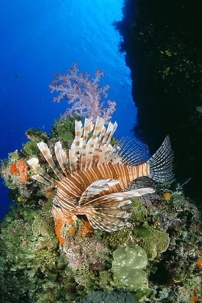 Fiji, Lionfish (Pterois Volitans) And Alcyonarian Coral (Dendronephthya Sp?)