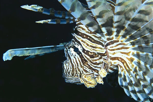 Fiji, Lionfish (Pterois Volitans) Side View, Head Detail