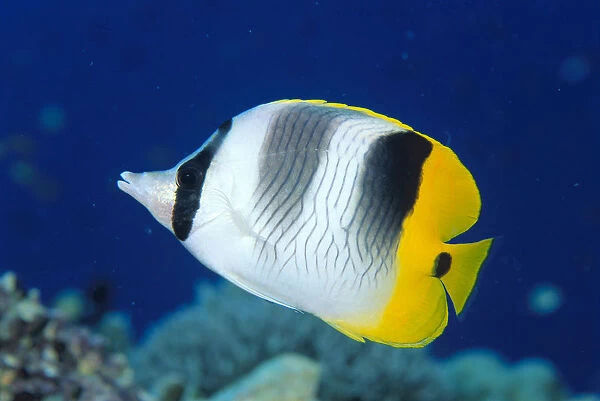 Fiji, Pacific Double-Saddle Butterfly Fish (Chaetodon Ulietensis) Close-Up Side View