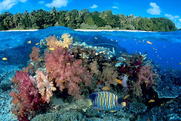 Fiji, Over  /  Under Reef Scene, Angelfish, Pygoplites Diacanthus