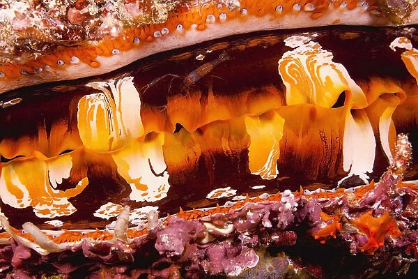 Fiji, A Shrimp On The Mantle Of A Spondylus, Or Thorny Oyster Shell (Sondylus Varians) A Bivalve Mollusk That Varies In Color