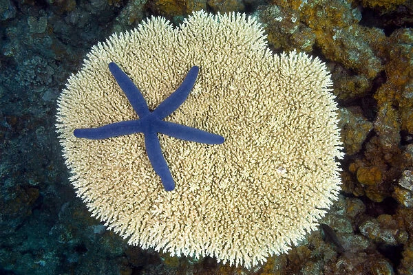 Fiji, Starfish (Linckia Laevigata) on hard Plate Coral; Vanua Levu