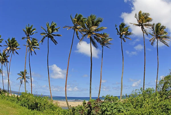 Fiji, Tall Palm Trees Line A Tropical Beach