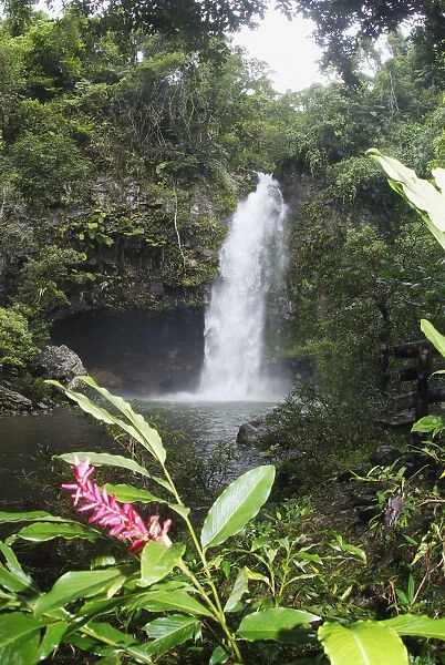 Fiji, Taveuni, Bouma National Heritage Park, Tavoro Waterfall With Pink Ginger Blossom In Foreground