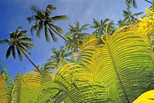 Fiji, Viti Levu, Detail of light green fern leaves in foreground with tall palms against blue sky behind; Coral Coast
