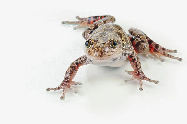 Fire-leg walking frog (kassina maculosa) on white background; St. albert alberta canada