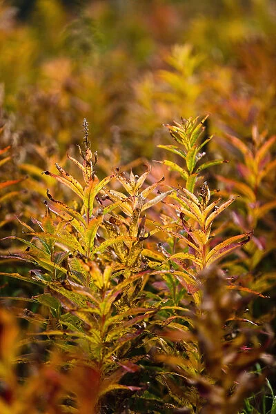 Fireweed With Autumn Colors, Kodiak Island, Southwest Alaska