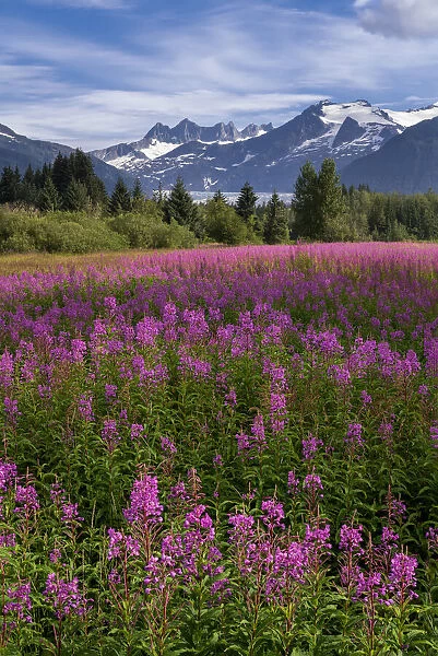 Fireweed blooms and the Mendenhall Towers and Glacier, Tongass Forest, SE Alaska, Alaska, USA