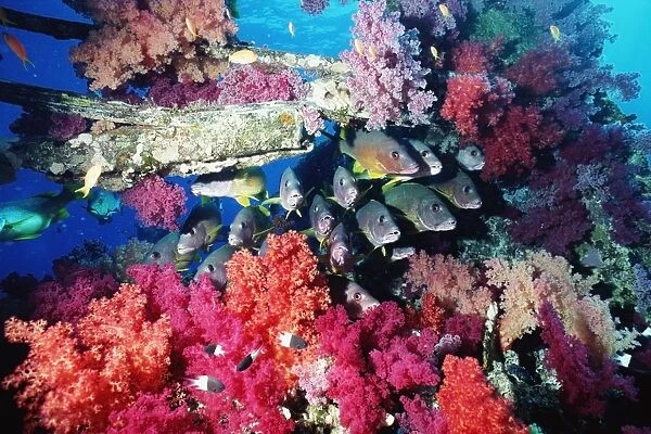 Fish And Colourful Corals