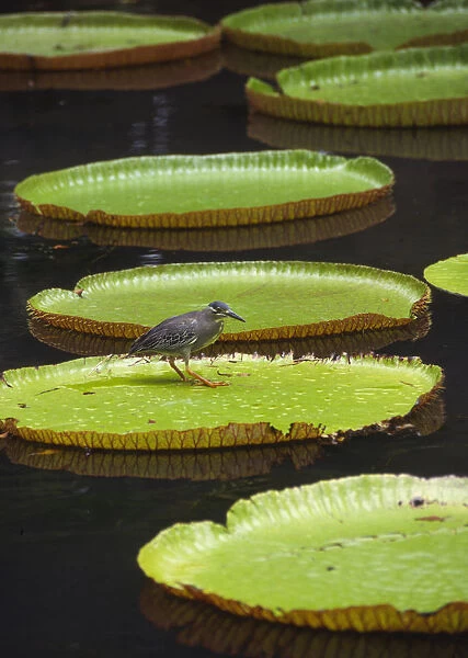 Fisher Bird On Giant Lily Pad In Pond In Botanical Gardens