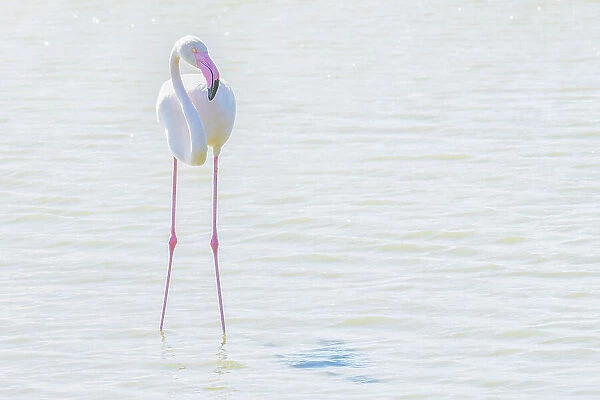 NA. Flamingo in the water