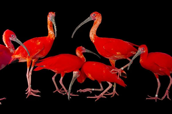 Flock of scarlet ibis on a black background