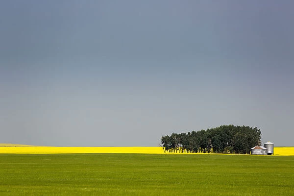 A Flowering Canola Field In The Distance Framed By A Green Wheat Field With A Group Of Trees, Metal Grain Bins And Blue Sky; Acme, Alberta, Canada