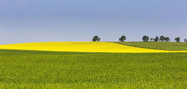 A Flowering Canola Field Framed By Green Fields With Trees And Blue Sky; Acme, Alberta, Canada