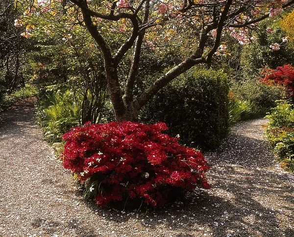 Flowering Cherry & Azalea, Mount Usher Gardens, Co Wicklow, Ireland
