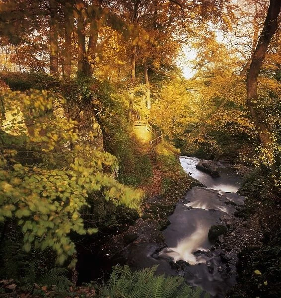 Flowing Water Through A Forest, Glenarm, County Antrim, Northern Ireland