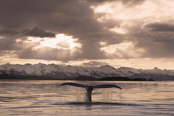 The Fluke Of A Humpback Whale Rises Out Of The Water As It Swims Toward The Setting Sun. Summer In Southeast Alaska