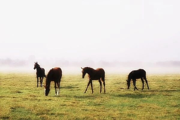 Foals With A Mist Behind Them; Thoroughbred Horses