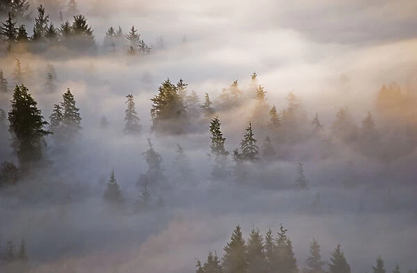Fog Fills The Forest; Astoria, Oregon, United States Of America