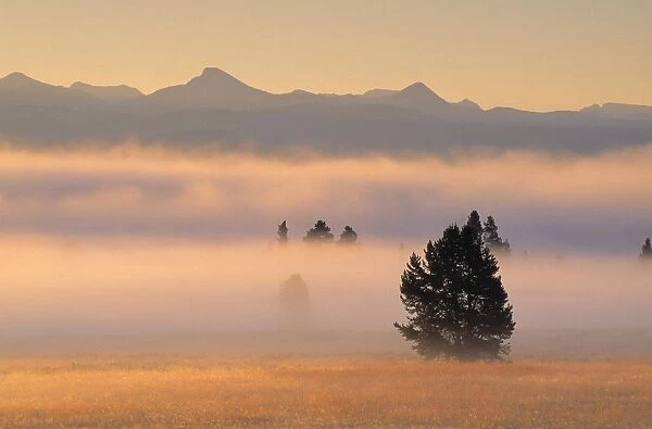 Fog At Sunrise, Pelican Valley, Yellowstone National Park, Wyoming, Usa