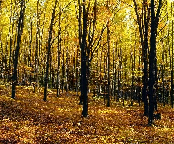 Forest In Autumn With Trees