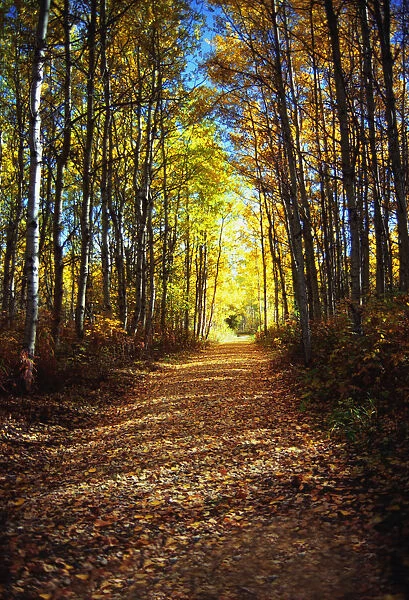 Forest Path In Autumn