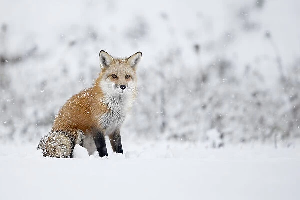 Fox Sitting In The Snow; Montreal, Quebec, Canada