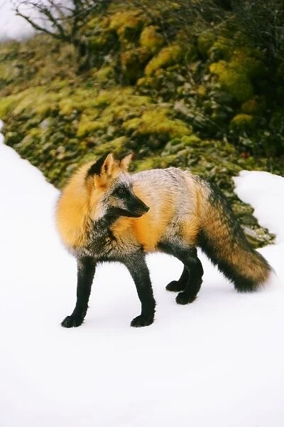 Fox On Snow